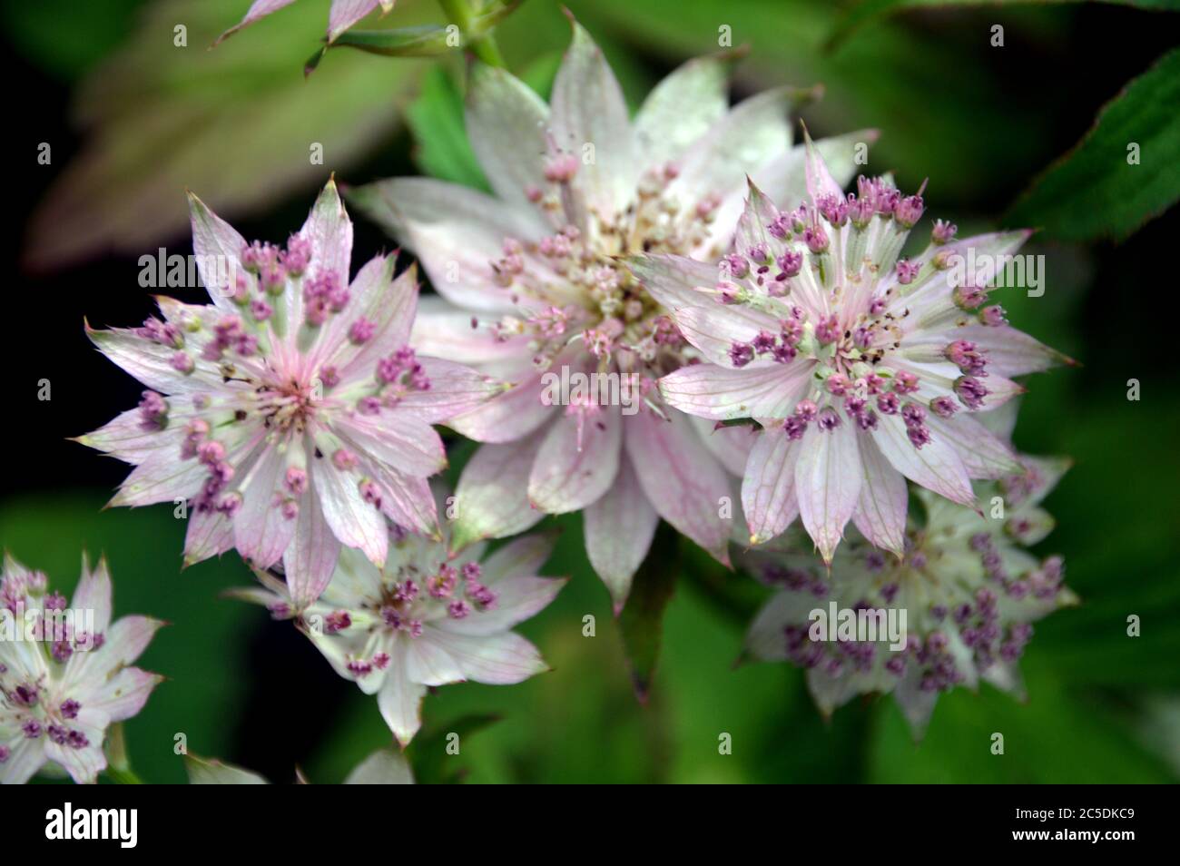 Soft pale-Pink Masterwort Astrantia 'Buckland' fiori coltivati nei confini a RHS Garden Harlow Carr, Harrogate, Yorkshire, Inghilterra, UK. Foto Stock Soft pale-Pink Masterwort Astrantia 'Buckland' fiori coltivati nei confini a RHS Garden Harlow Carr, Harrogate, Yorkshire, Inghilterra, UK. Foto Stock