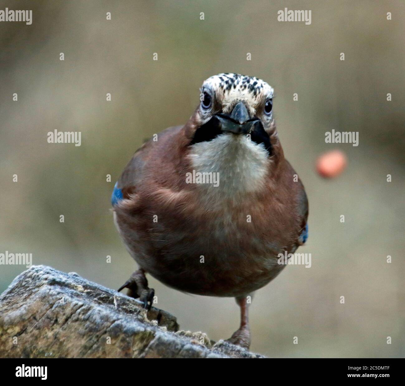 Jay eurasiatico che si alimenta in un legno di quercia Foto Stock