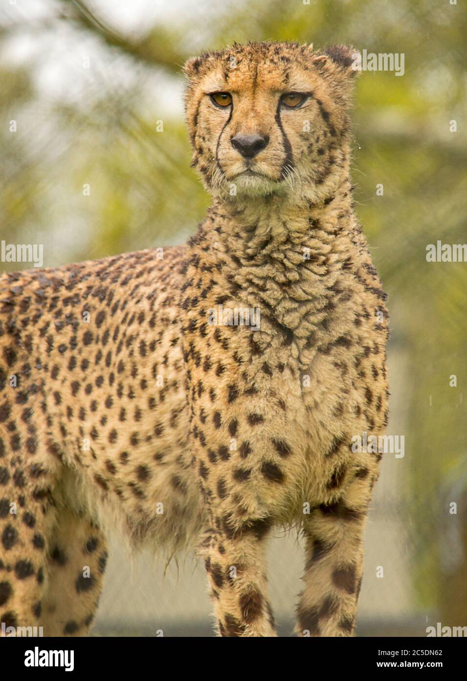 L'animale più veloce della terra, il ghepardo. Foto Stock