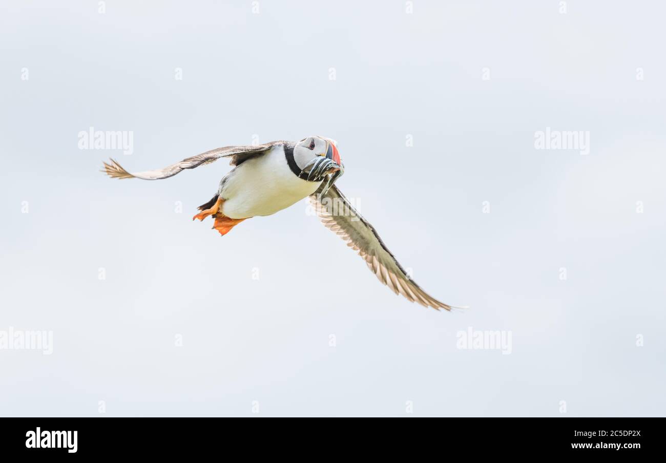 Un ritratto di un colorato Puffins Atlantico che volava al suo nido con una bocca piena di pesci sulle Isole Farne Northumberland Foto Stock