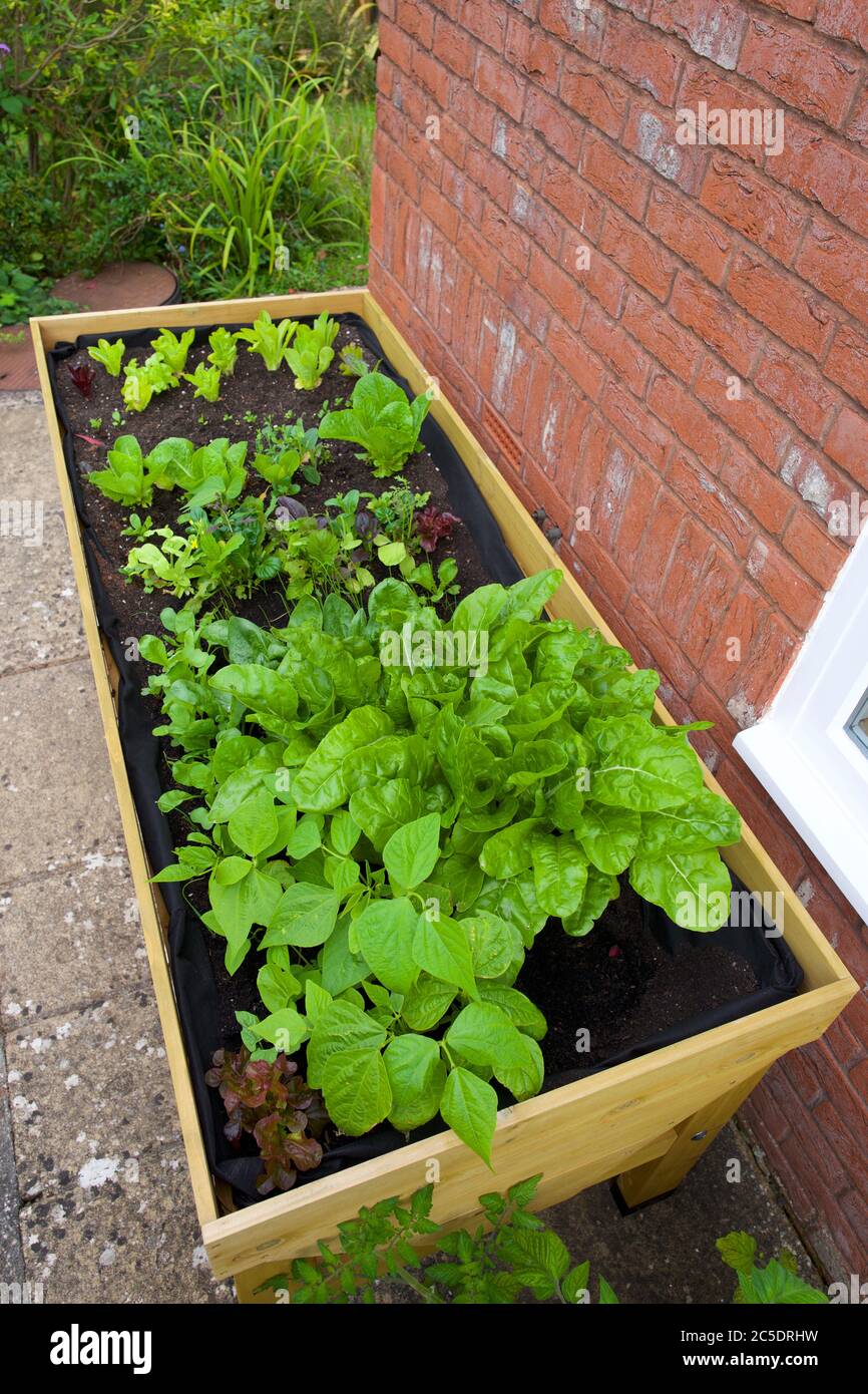 Piante che crescono in una trappola vegetale (VegTrug) a casa Foto Stock