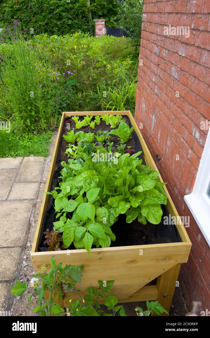 Piante che crescono in una trappola vegetale (VegTrug) a casa Foto Stock