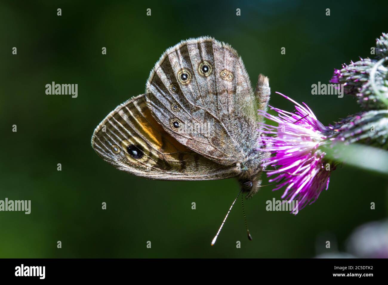 Grande parete marrone (Lasiommata maera) Foto Stock