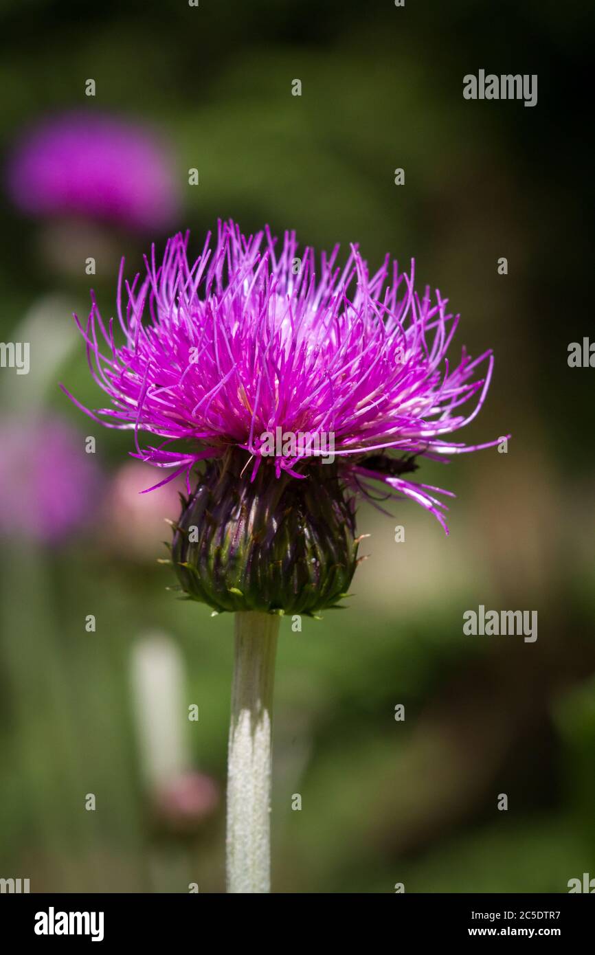 Thistle Foto Stock
