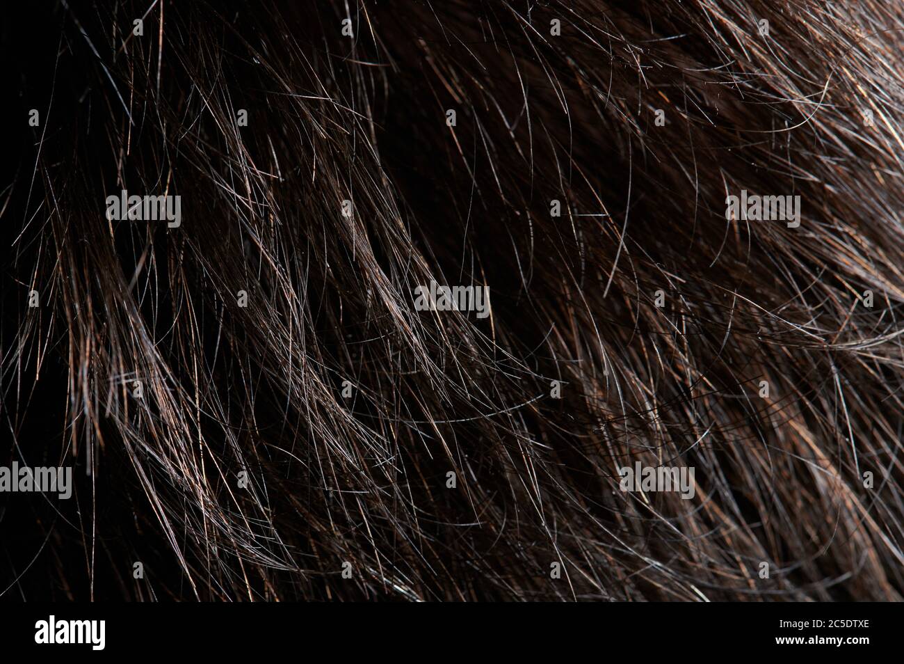 La texture di capelli castani scuro e confusa finisce la vista macro da vicino Foto Stock