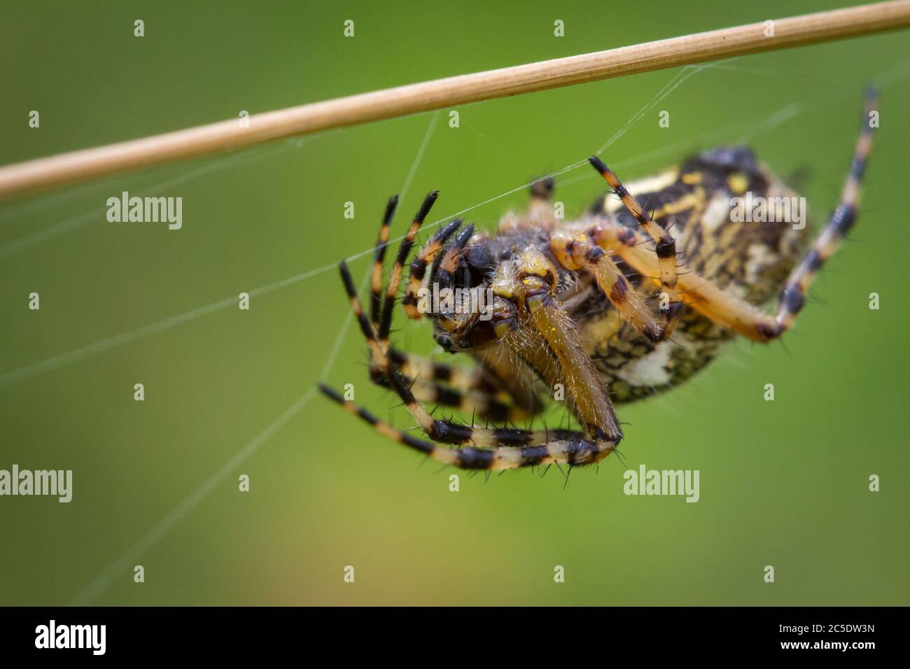 Macro fotografia di un ragno nel prato Foto Stock