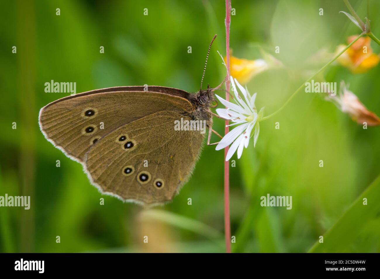 Ringlet butterfly (Aphantopus hyperantus) Foto Stock