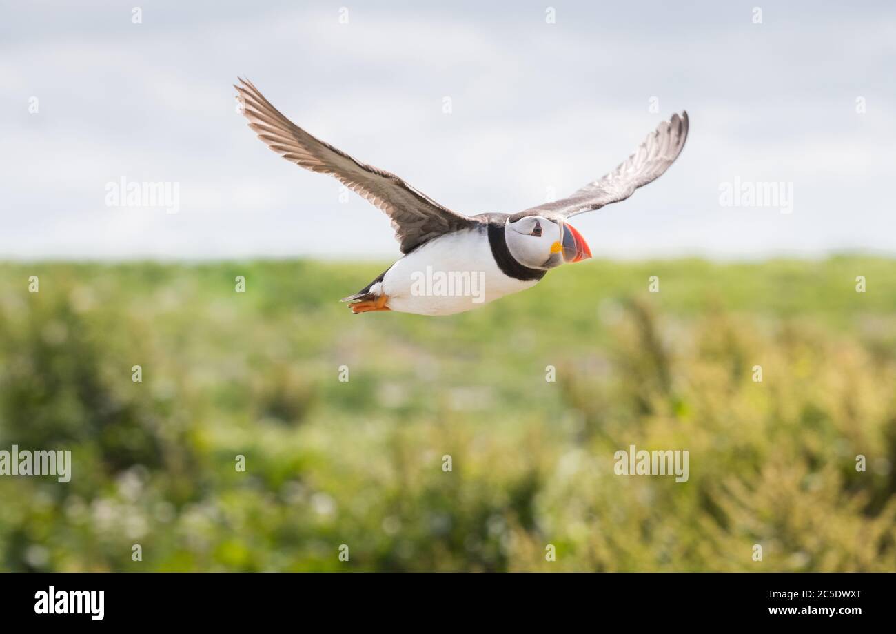 Un ritratto di un colorato Puffins Atlantico che volava al suo nido con una bocca piena di pesci sulle Isole Farne Northumberland Foto Stock