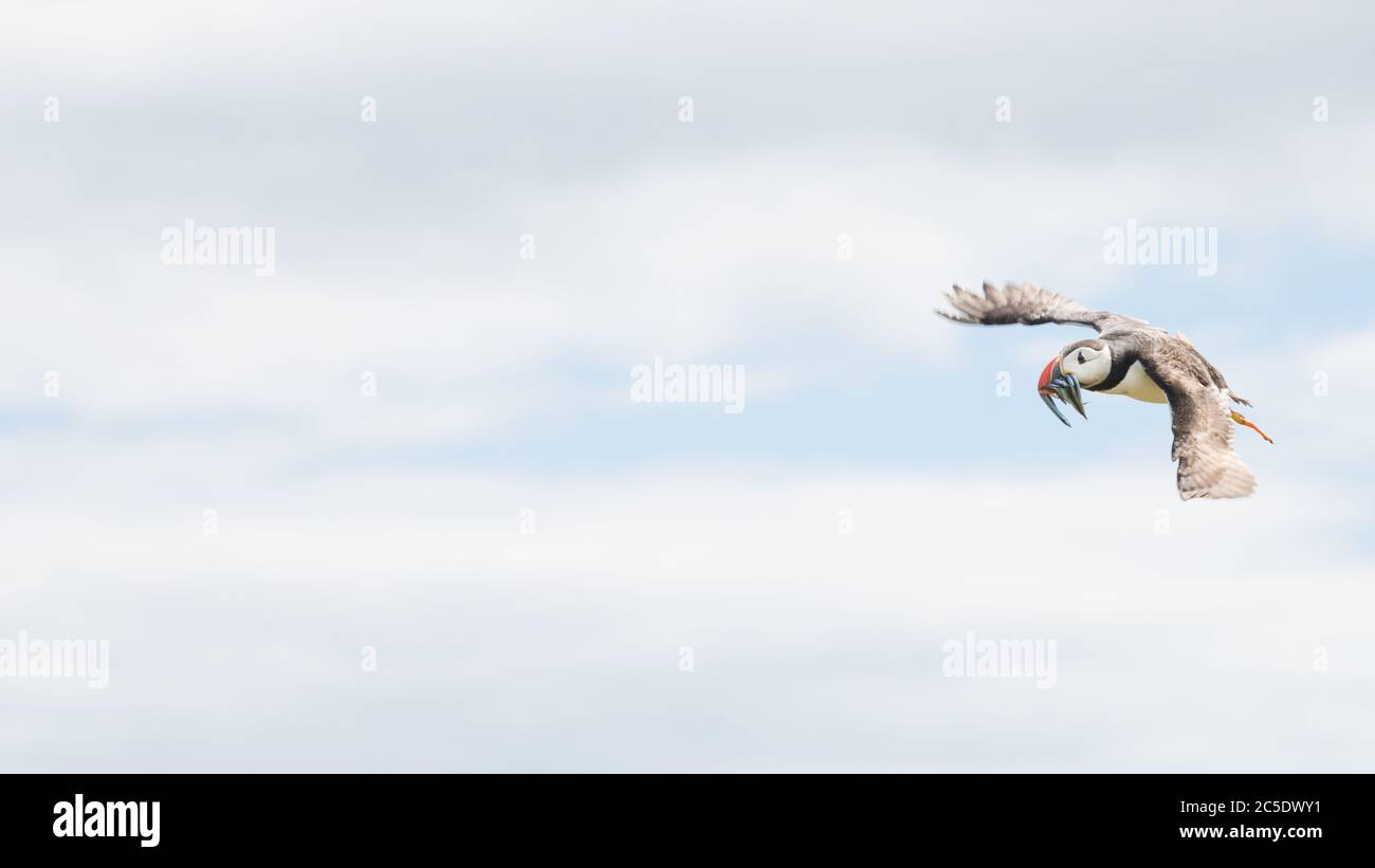 Un ritratto di un colorato Puffins Atlantico che volava al suo nido con una bocca piena di pesci sulle Isole Farne Northumberland Foto Stock