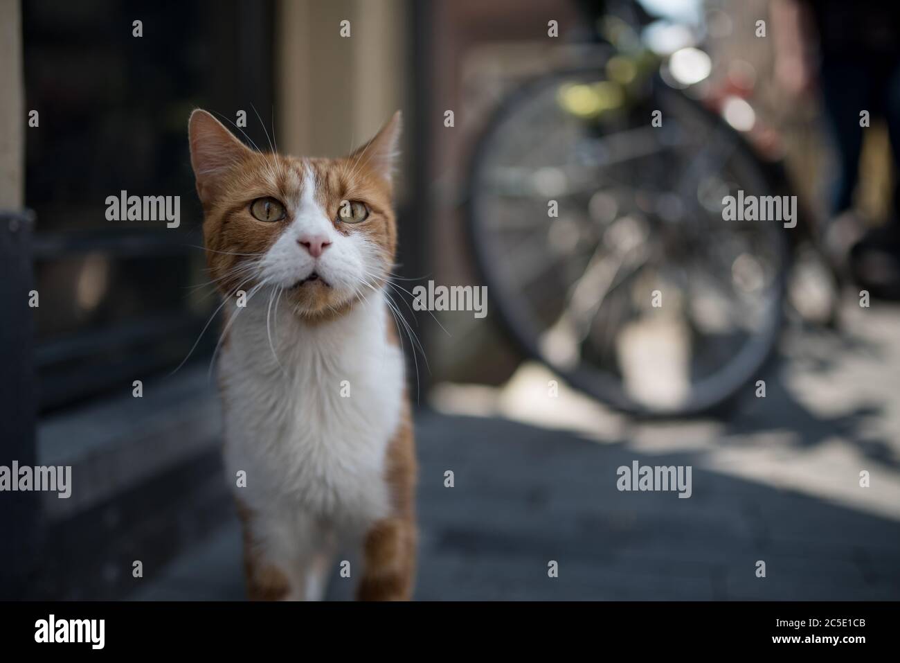 Curioso cat in amsterdam in piedi di fronte a casa e bicicletta Foto Stock