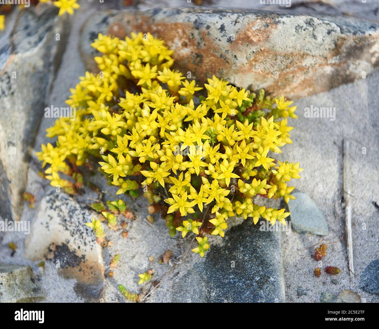 Goldmoss stonecrop (sedum acro) AKA mordente stonecrop, Wallpepper, Goldmuss sedum, Mossy stonecrop, growin su rocce a Crescent Beach, Nova Scotia, Cana Foto Stock