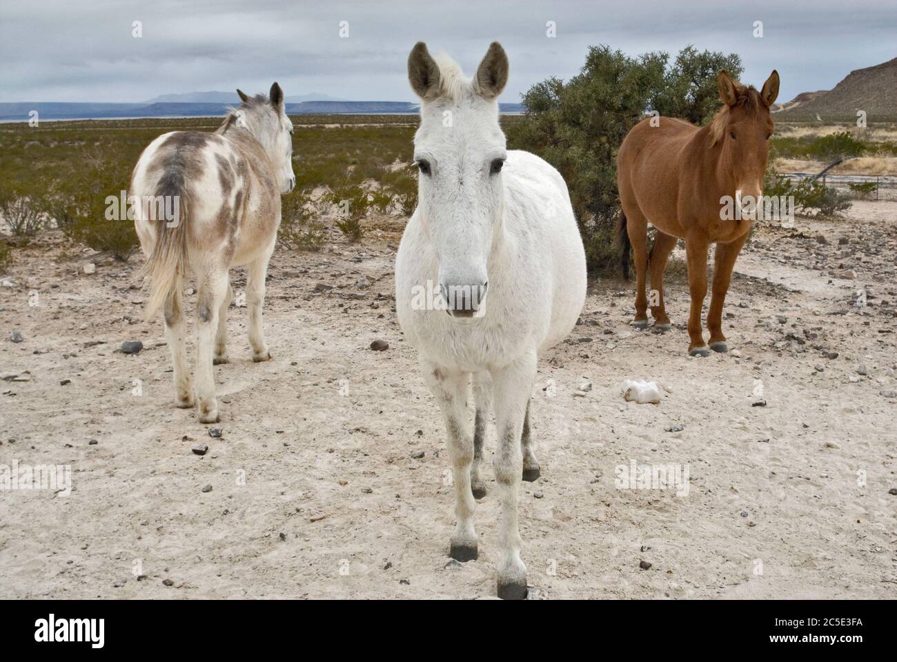 Cavalli al ranch nel Big Bend Country, deserto del Chihuahuan, vicino a Van Horn, Texas, Stati Uniti Foto Stock