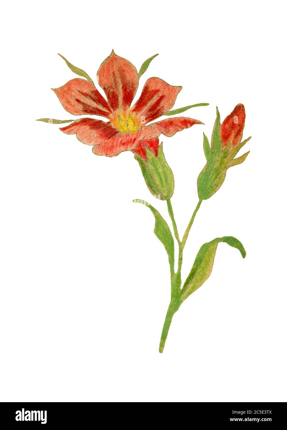 disegno-di-fiori-rossi-d-epoca-isolato-su-bianco-disegno-a-matita