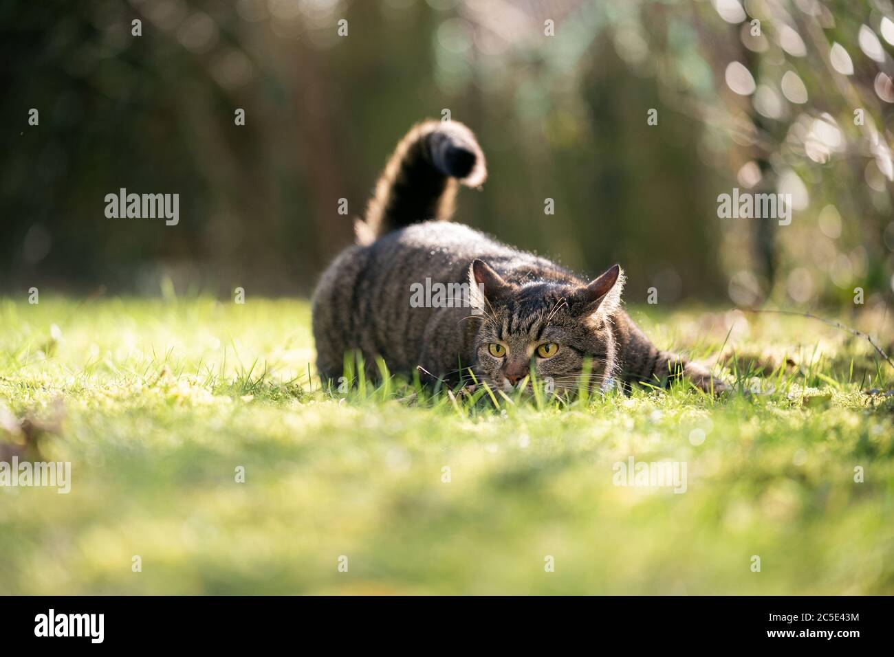 tabby gatto shorthair domestico sulla prowl all'aperto su erba accovacciata alla luce del sole Foto Stock