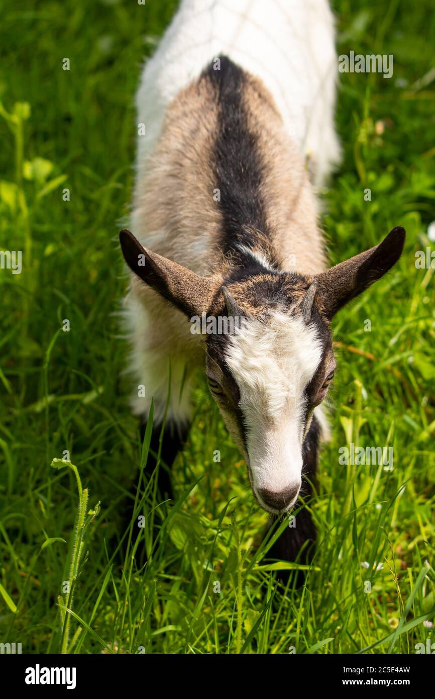 Capra domestica bianca - marrone su campo verde Foto Stock