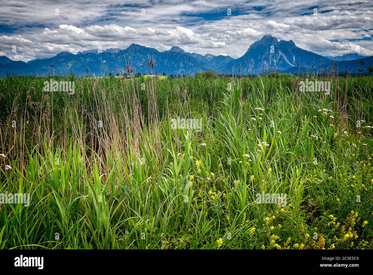 DE - BAVARIA: Scena di brughiera a Hopfensee vicino Fuessen nell'Allgaeu Foto Stock