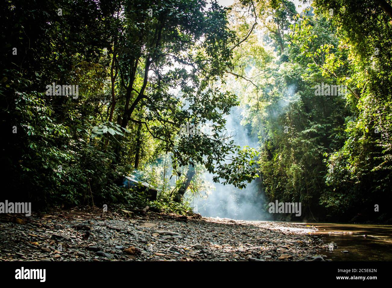 Un'immagine grandangolare della foresta pluviale della giungla profonda di Sumatra Foto Stock