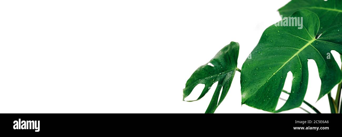 Foglie di pianta di monstera reale con gocce di pioggia su sfondo bianco. Banner orizzontale con spazio per la copia. Tropicale, natura botanica concetto. Foto Stock