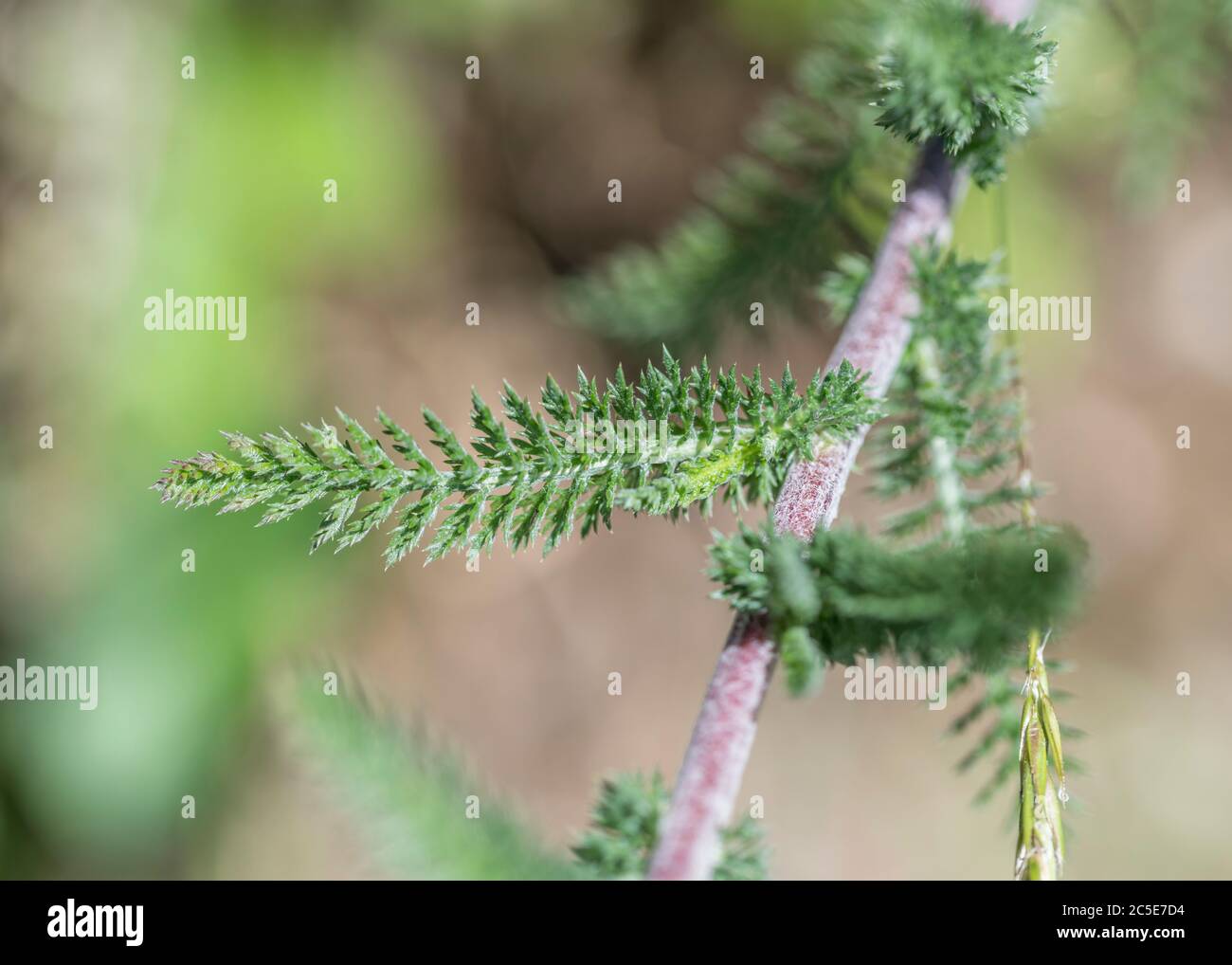 Macro primo piano foglia di piuma di Yarrow / Achillea millefolium. Chiamata anche Milfoil, la pianta ben nota era una pianta medicinale usata nei rimedi di erbe Foto Stock