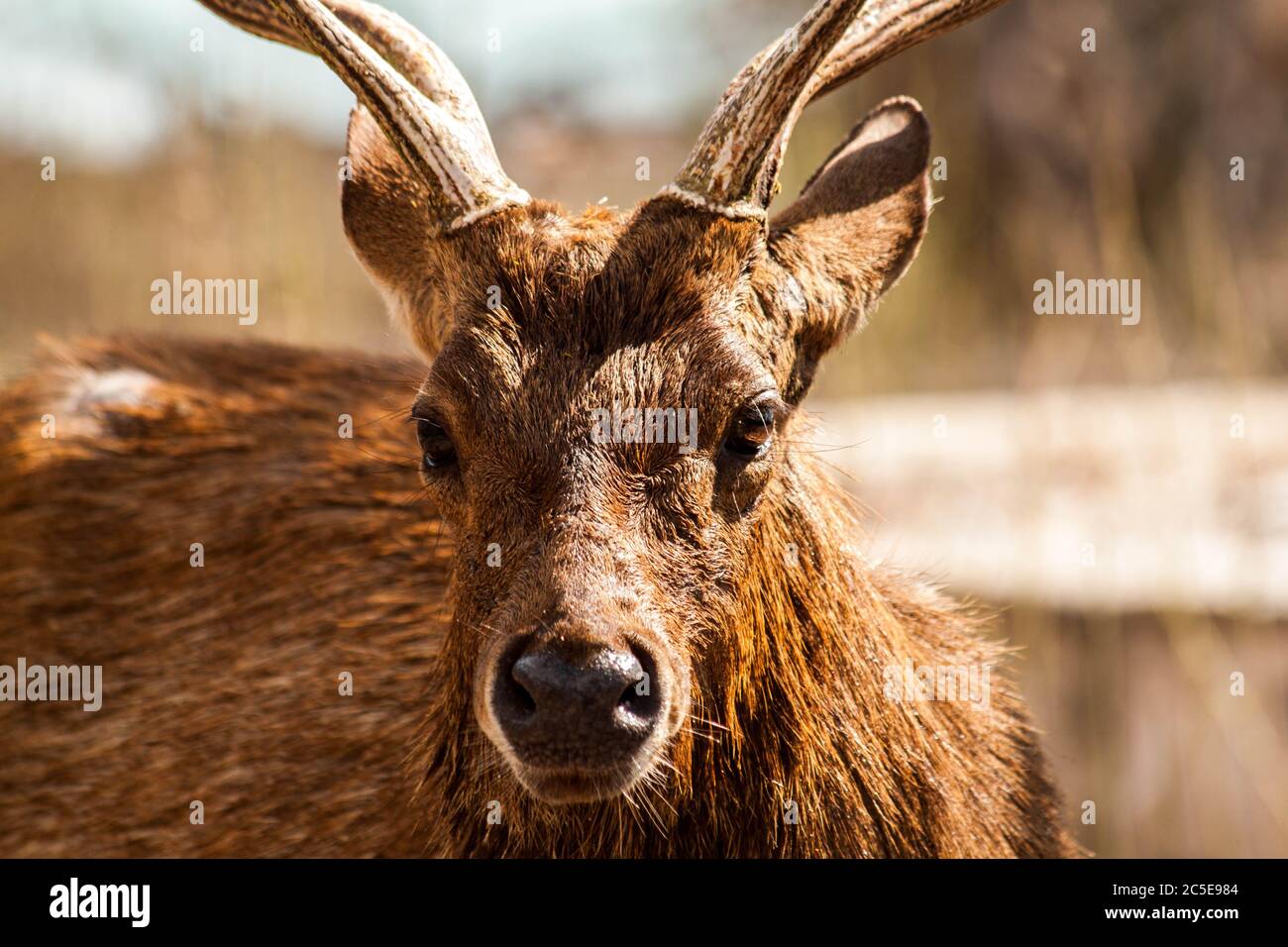 Un'immagine ravvicinata di un cervo maschio con corna grandi Foto Stock