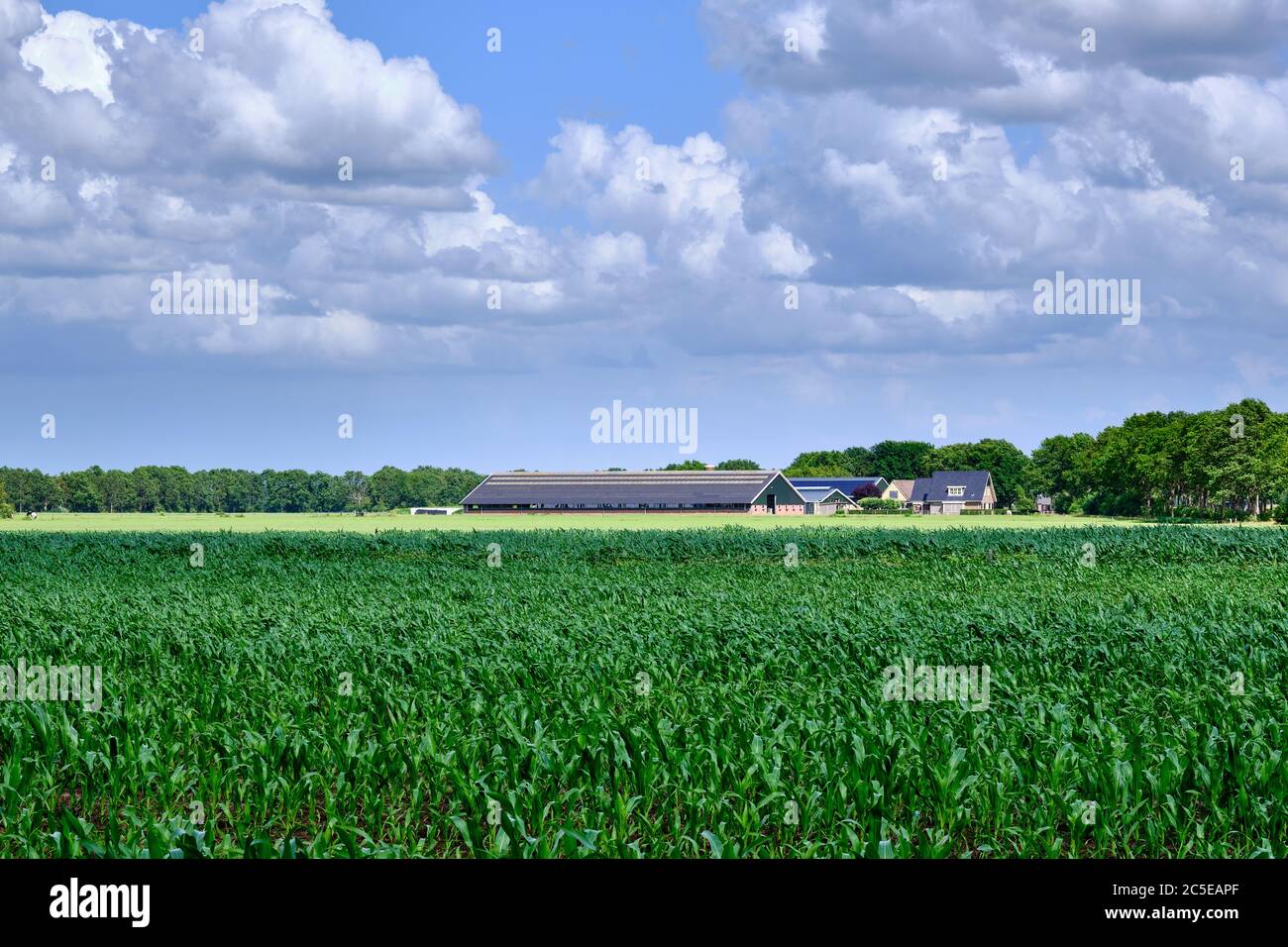 Un allevamento e una casa in primo piano in Olanda un campo di mais verde e terreno erboso con nuvole bianche su un cielo blu. Ureterp, Frisia Foto Stock