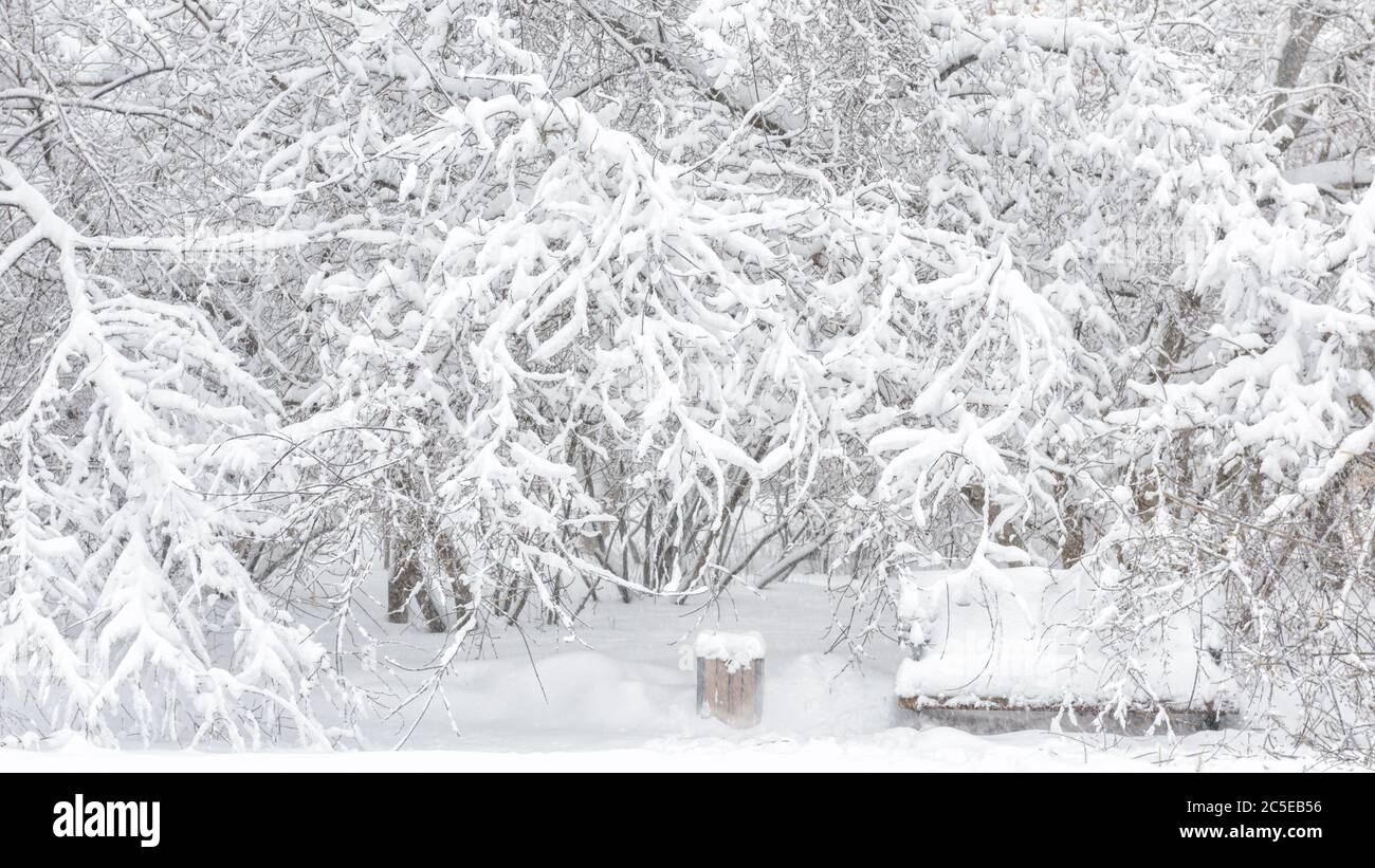 Alberi innevati a Mosca, Russia. Sfondo del parco invernale. Vista panoramica durante la nevicata. Scenario di un giardino in inverno. Foto Stock