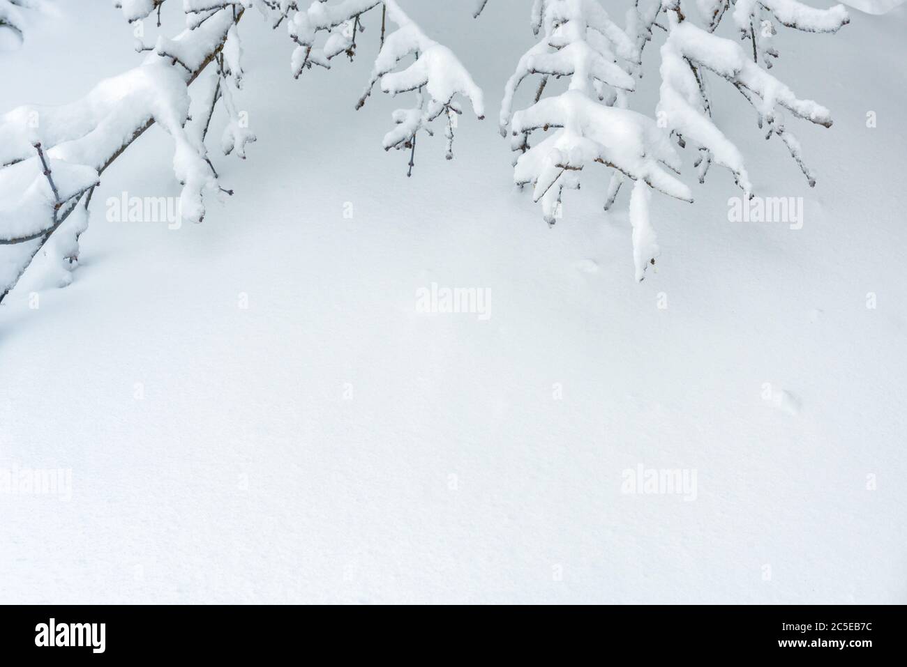 Sfondo di trama neve con spazio di copia per il testo. Paesaggio puro innevato. Scena di superficie bianca e rami in inverno. neve fresca brillante clos Foto Stock