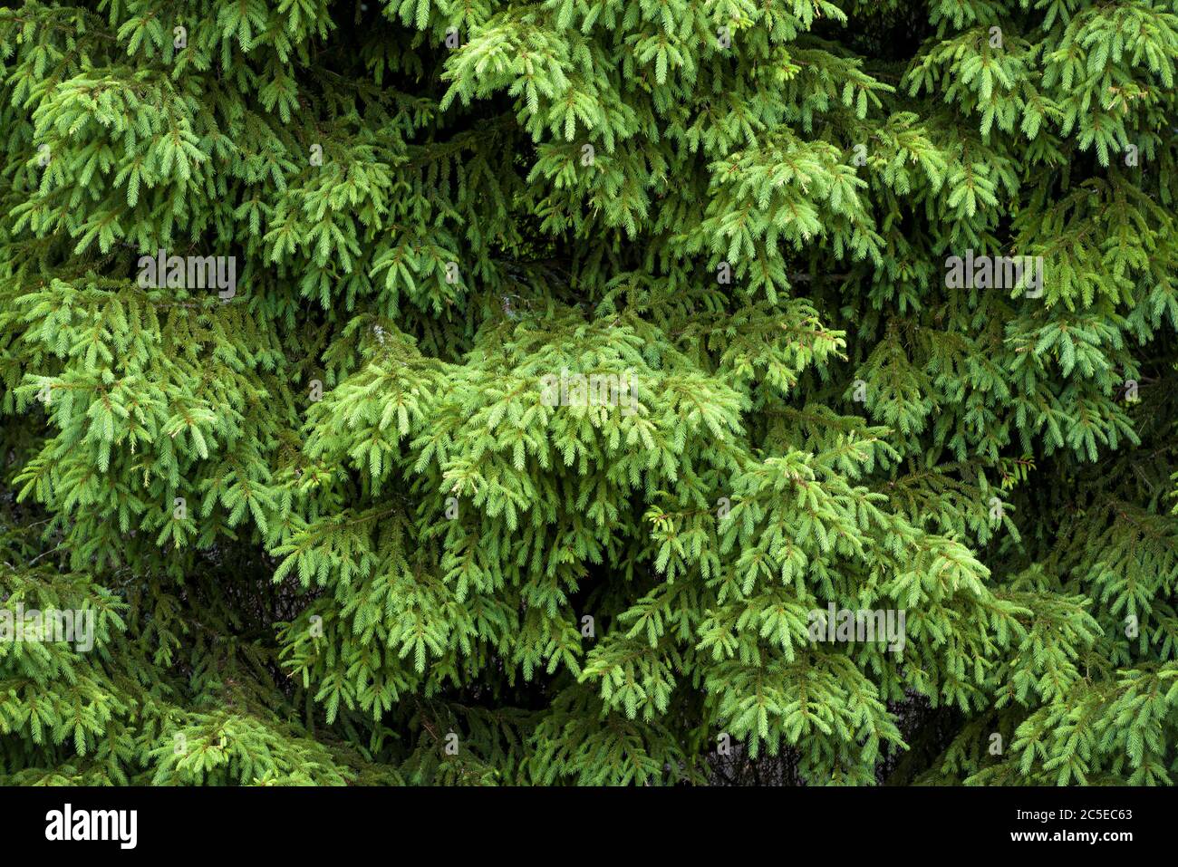 Copertura rotonda in feltro per albero di Natale - Protezione per aghi