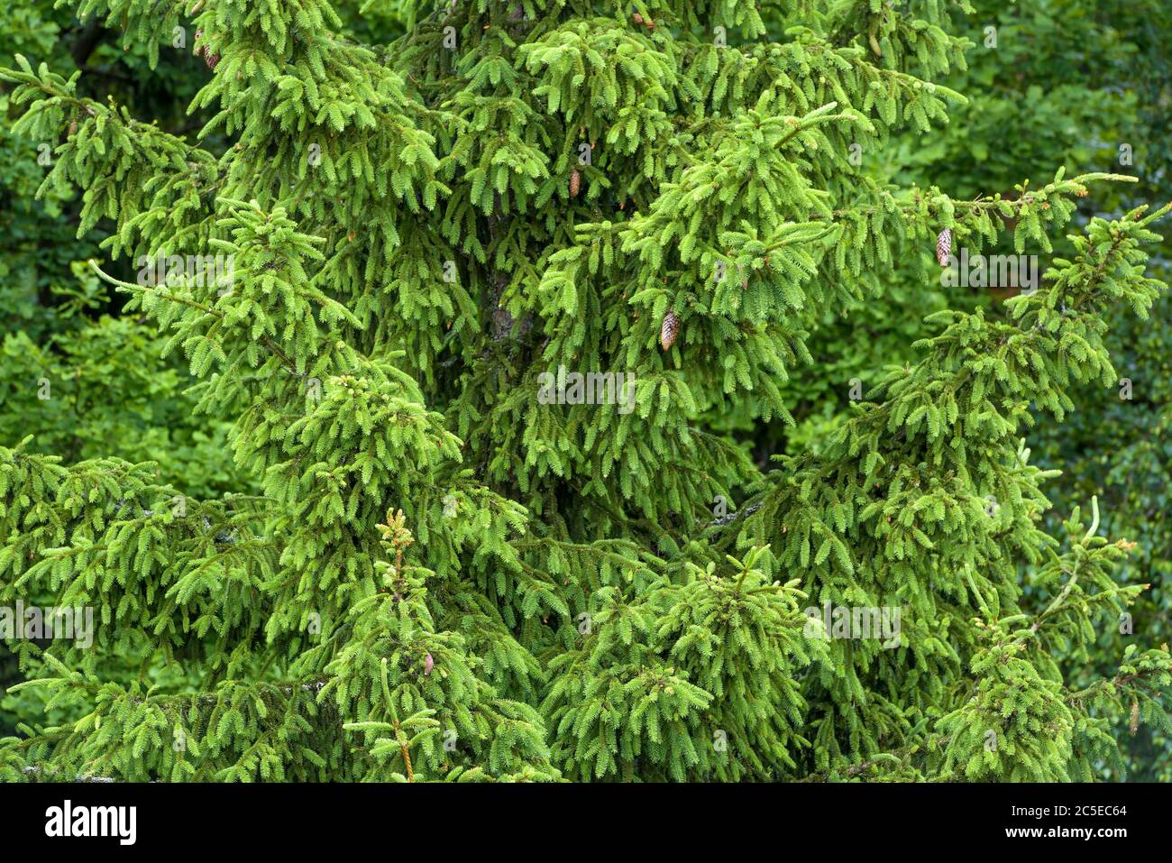 copertura per albero di Natale rotonda - tappeto per albero e