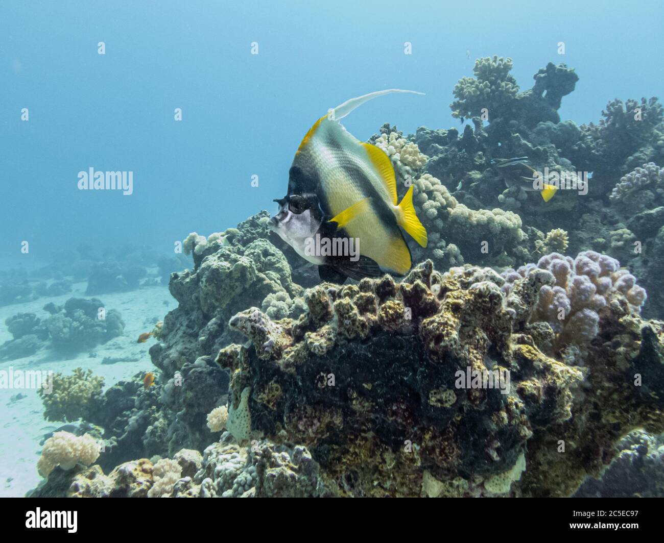 Idolo moresco, Zanclus cornutus, presso una barriera corallina del Mar Rosso vicino a Hurghada, Egitto. Acque blu e specie di corallo duro Foto Stock