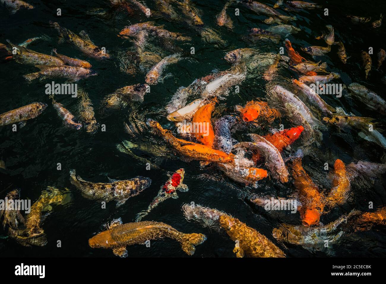 Grande pesce carpa giallo, arancione e bianco che nuotano sopra la superficie in uno stagno e lottano per il cibo, TIRTA GANGGA WATER TEMPLE, BALI, INDONESIA Foto Stock