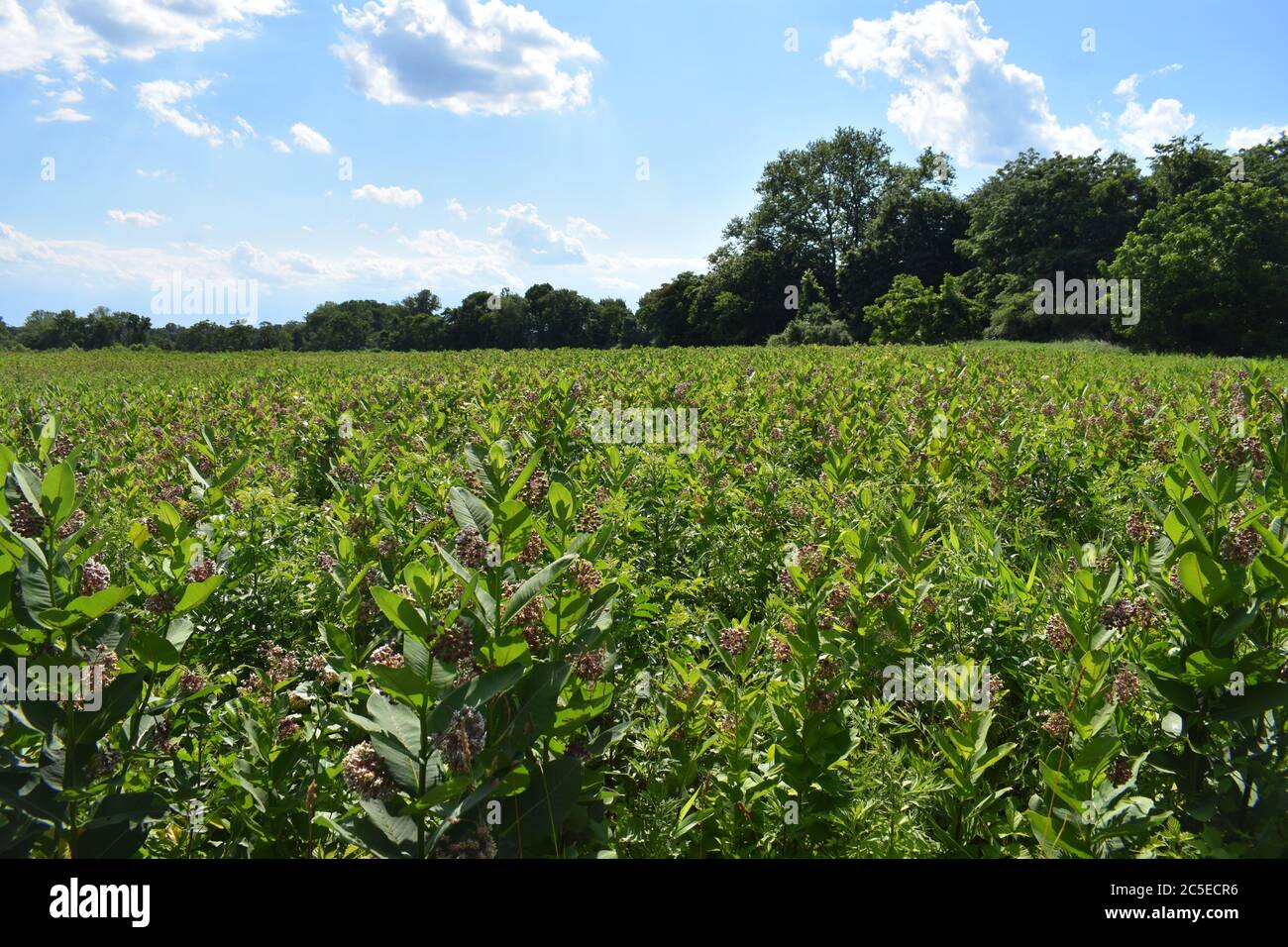 Campo di mungitura a Thompson Park a Holmdel, New Jersey, USA, in una giornata molto soleggiata con nuvole di cumuli soffici. Foto Stock