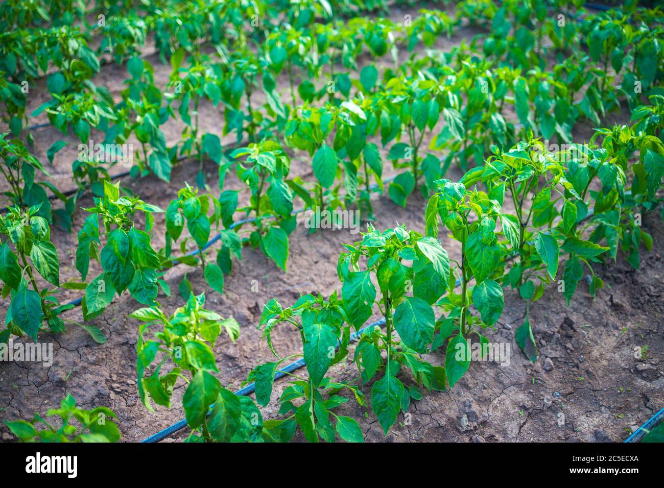 Impianto di paprika. Pepe piantine in casa verde. Verdure organiche. Orticoltura. Foto Stock