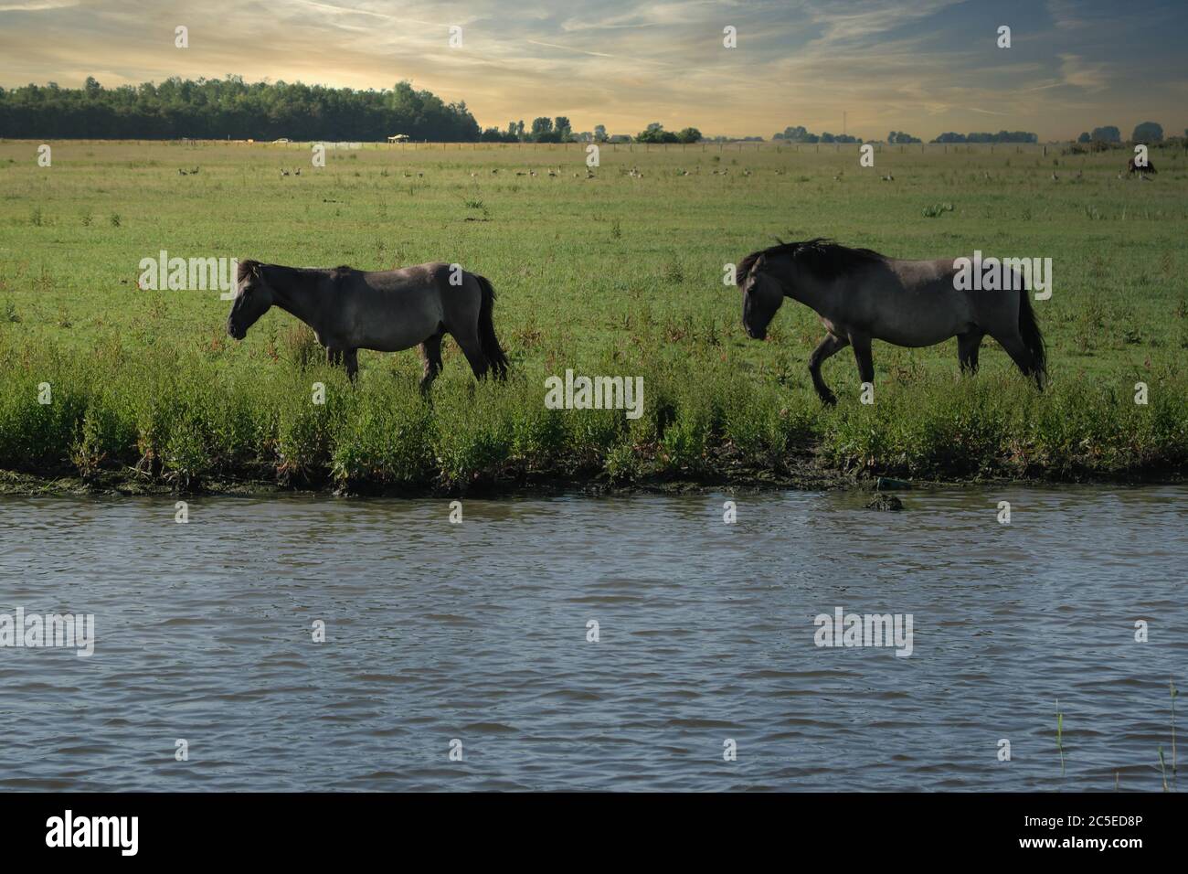 Europa Paesi Bassi Tour attraverso il canale, cavalli sono a piedi su una riva di un canale e rinfrescati, mentre Tramonto Foto Stock