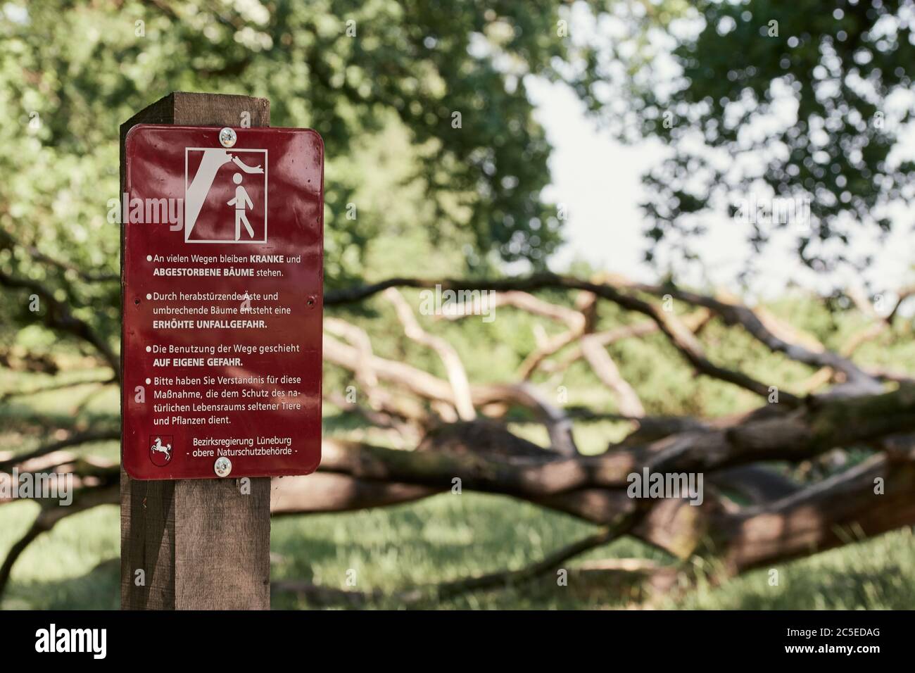 Cartello rosso di avvertimento nella foresta di Luneburger Heath che richiama l'attenzione su alberi morti, rami in caduta e il rischio di incidenti Foto Stock