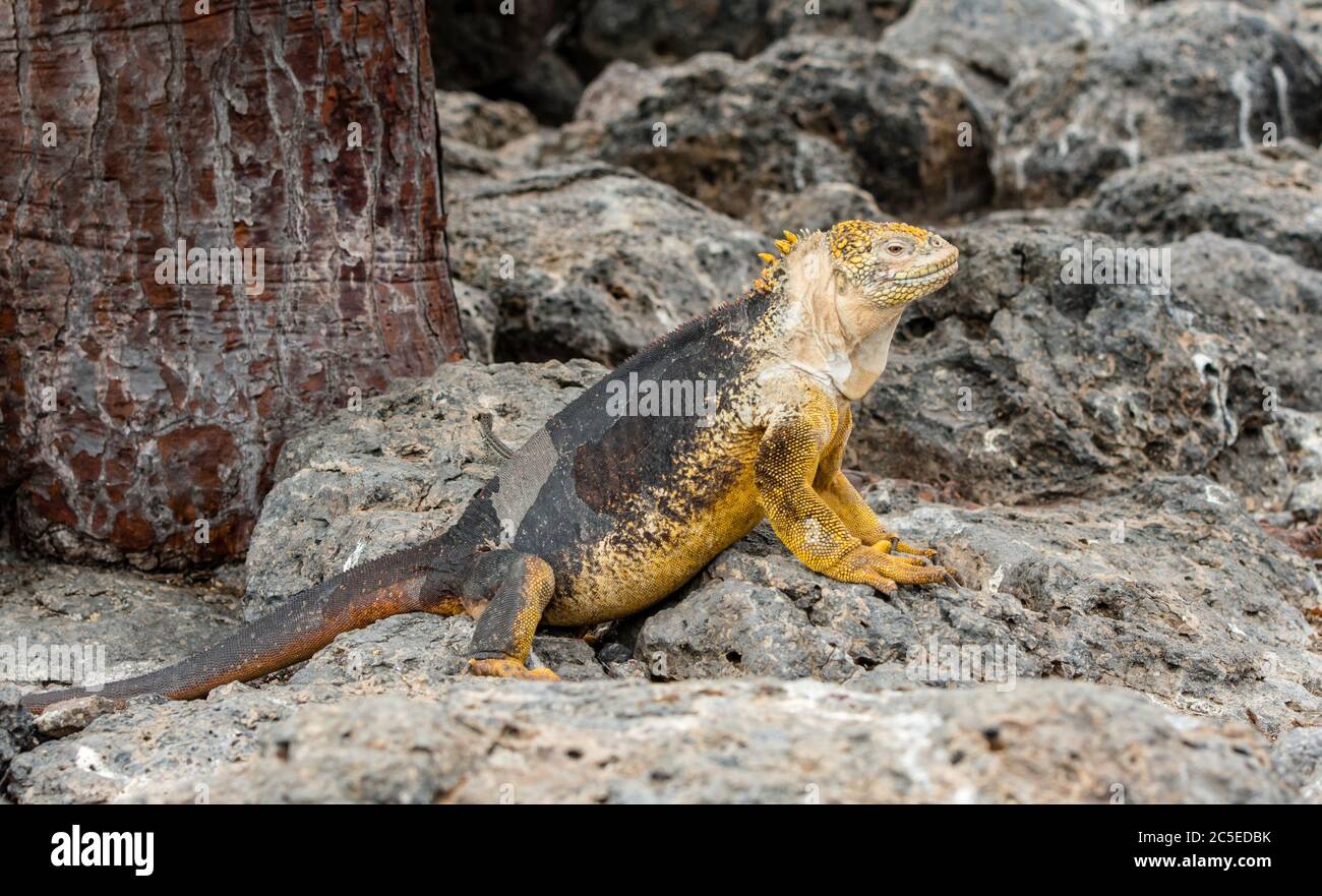 Una grande terra iguana passeggiate tra le pietre di South Plaza Island, Galapagos. Foto Stock