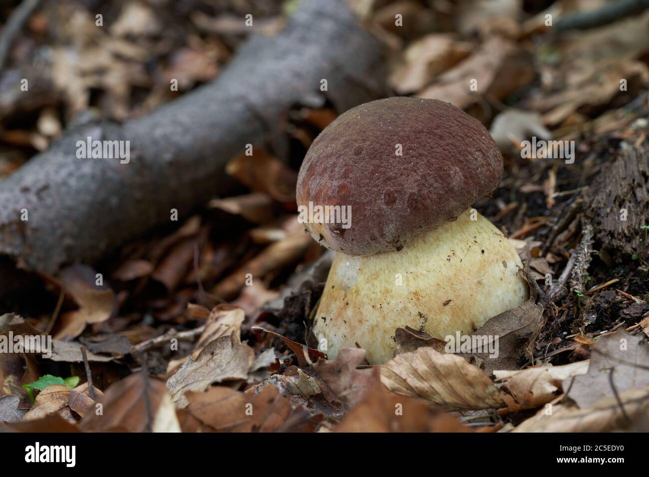 Fungo commestibile Boletus pinophilus che cresce nella foresta decidua sotto faggio. Conosciuto anche come il bolete di pino o il re di pineta bolete. Foto Stock