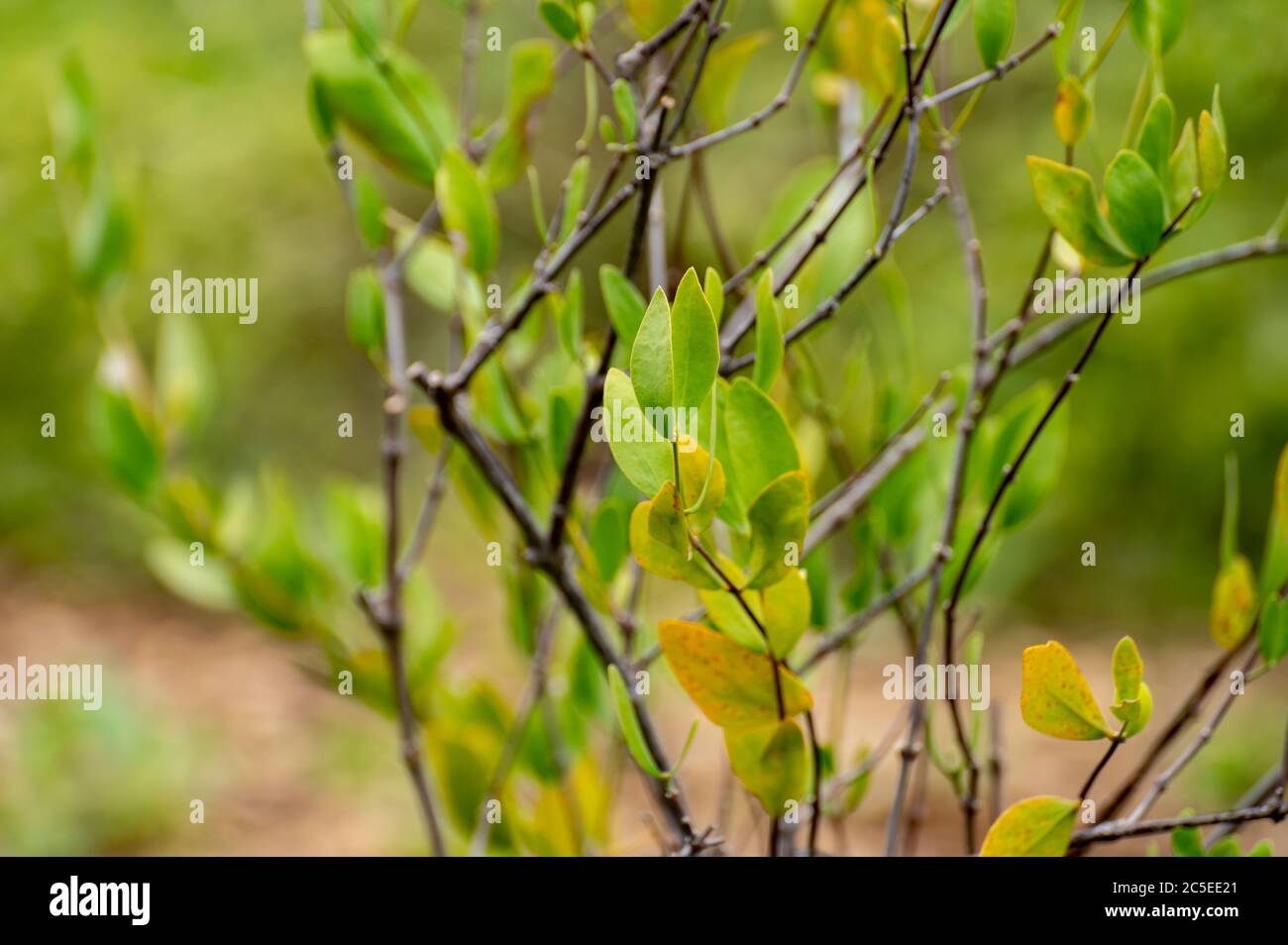 Collezione botanica di piante medicinali e cosmetici ed erbe, Jojoba Simmondsia chinensis o noce di capra, nocciola, nocciola selvatica, noce di chinino, bacca di caffè Foto Stock