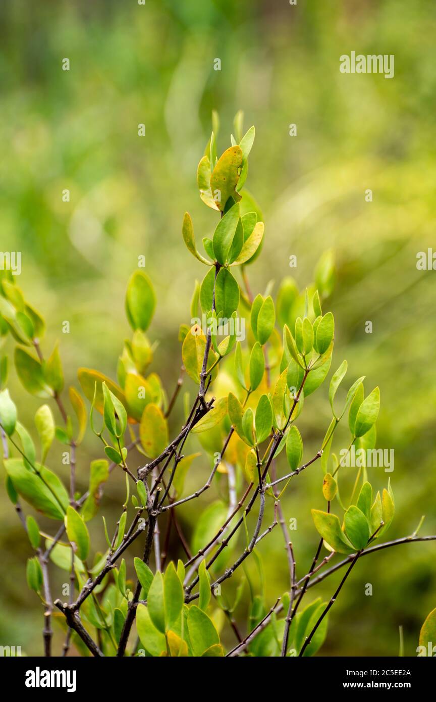 Collezione botanica di piante medicinali e cosmetici ed erbe, Jojoba Simmondsia chinensis o noce di capra, nocciola, nocciola selvatica, noce di chinino, bacca di caffè Foto Stock