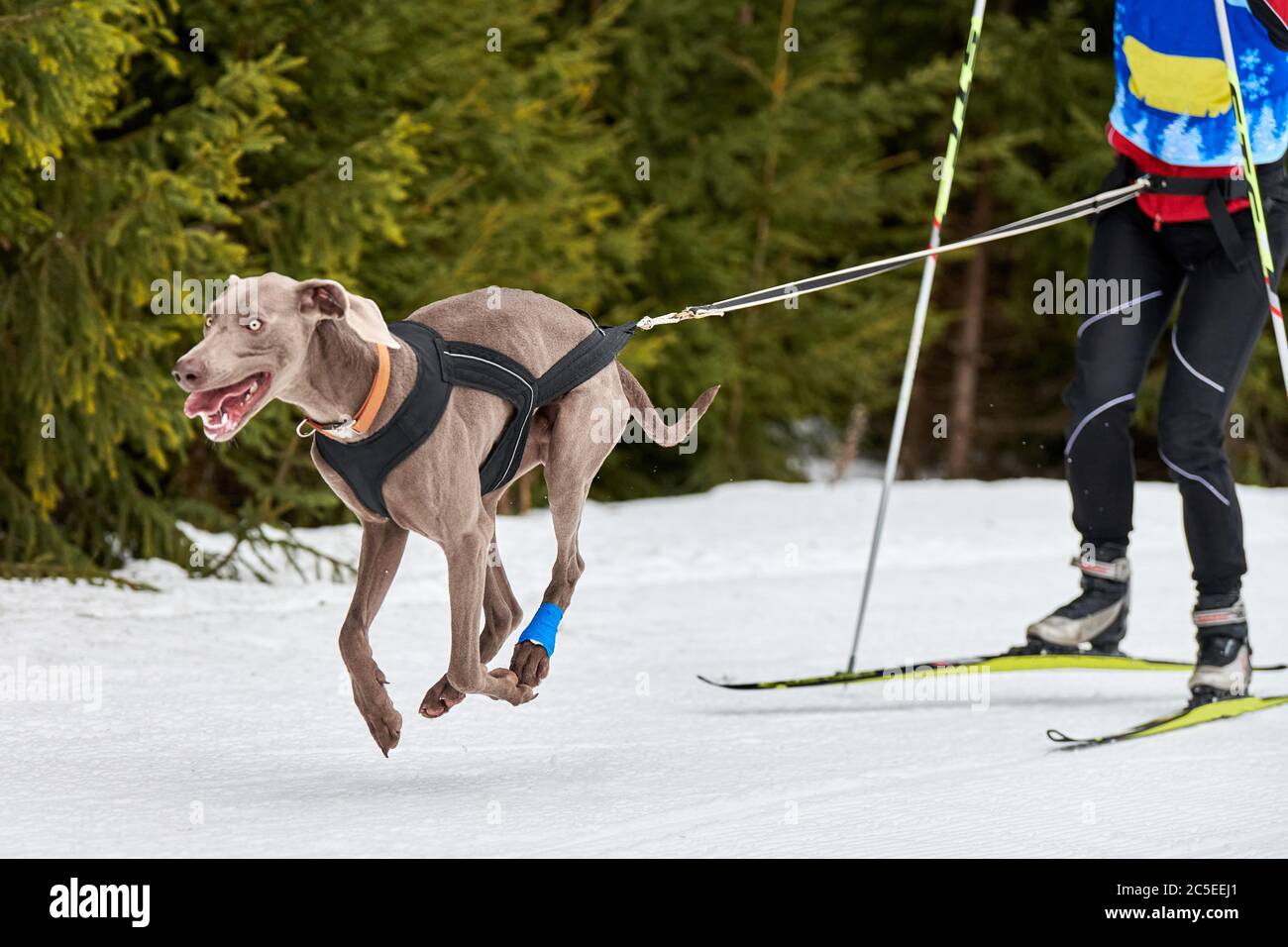 Corsa di cani da sci. Gara di sport invernali per cani. Il cane puntatore tira sciatore. Sci attivo su pista di fondo innevata Foto Stock