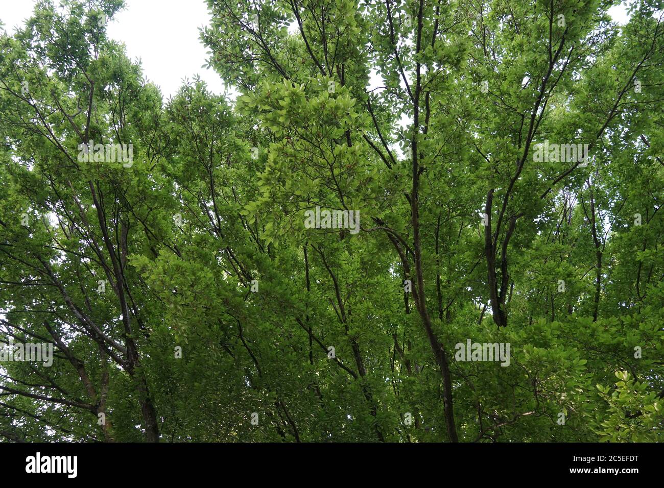 Rami di albero coperti da fogliame fresco con effetti calmanti per mente stanca e occhi. Foto Stock