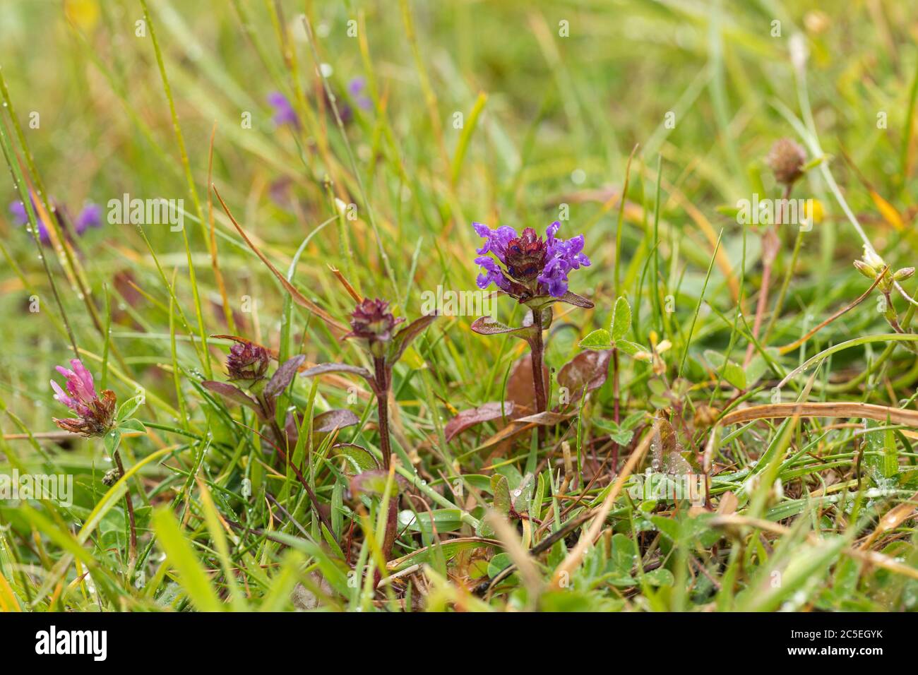 Primo piano di Prunella vulgaris - fioritura autofeal sulla collina di Morgans che è un luogo di interesse scientifico speciale (SSSI), Wiltshire, Inghilterra, Regno Unito Foto Stock