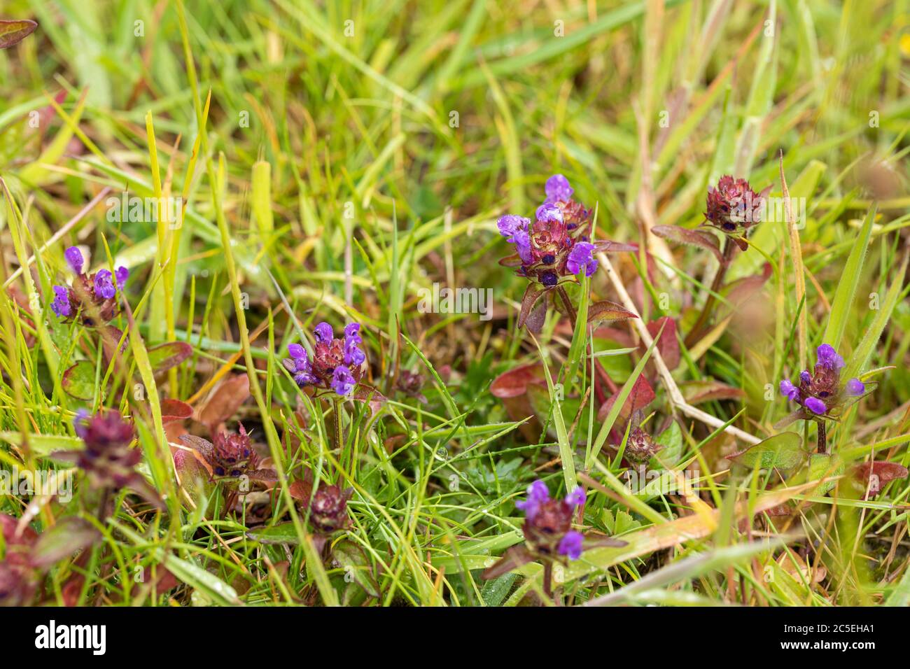 Primo piano di Prunella vulgaris - fioritura autofeal sulla collina di Morgans che è un luogo di interesse scientifico speciale (SSSI), Wiltshire, Inghilterra, Regno Unito Foto Stock