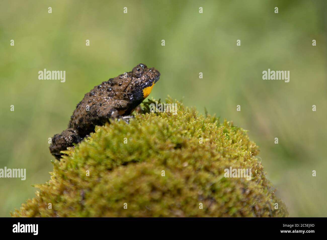 Punta appenninica con la bellatura gialla Foto Stock