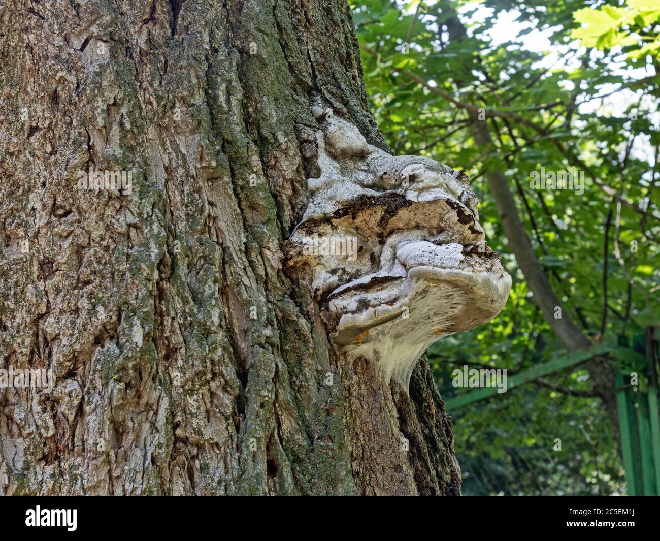 Il fungo dell'albero di Chaga, simile alla testa di un leopardo, crebbe sul tronco di un Elmo perenne. Lo sfondo ha una leggera sfocatura Foto Stock
