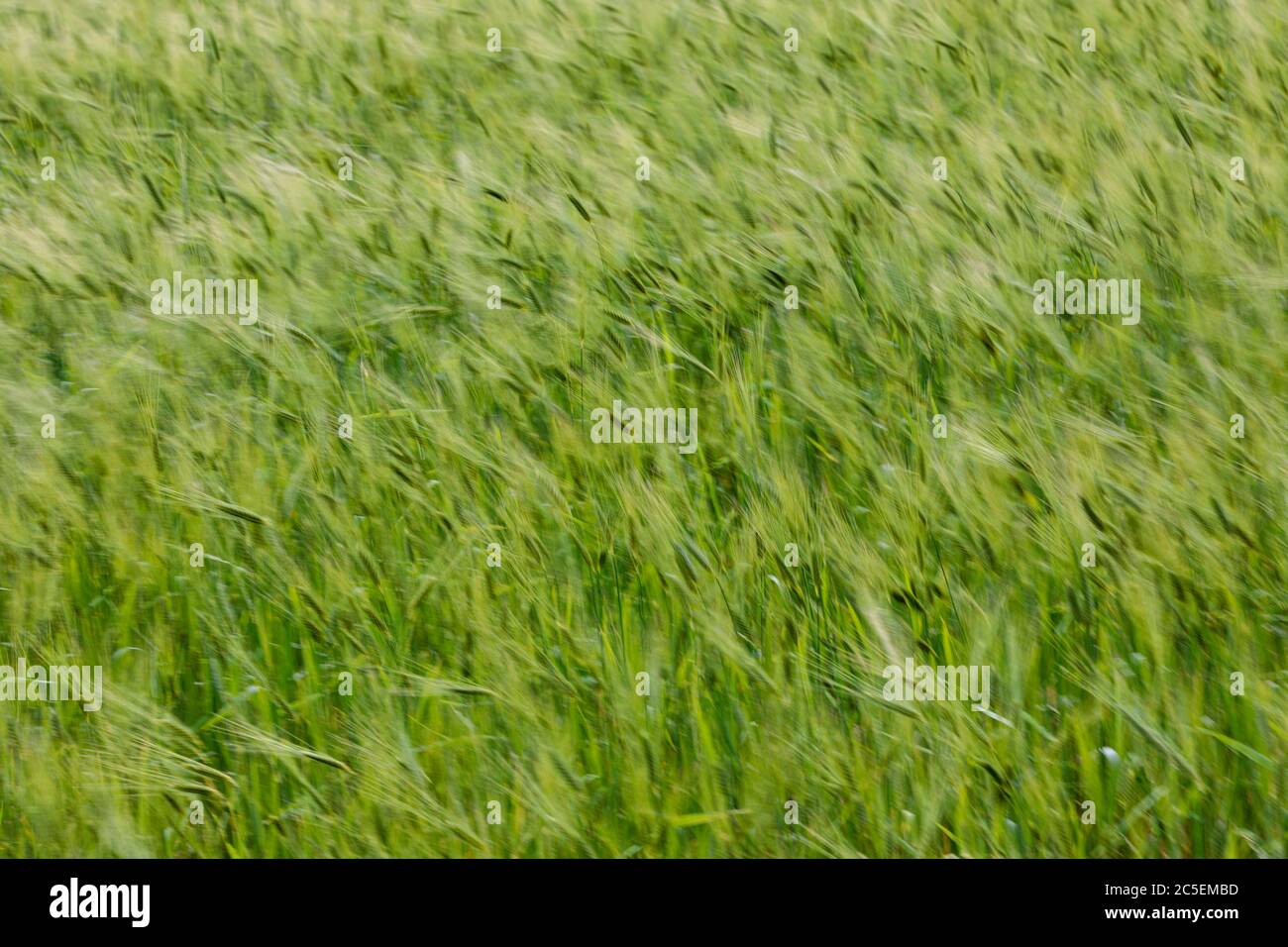 Campi di grano che soffiano nel vento in Toscana Foto Stock