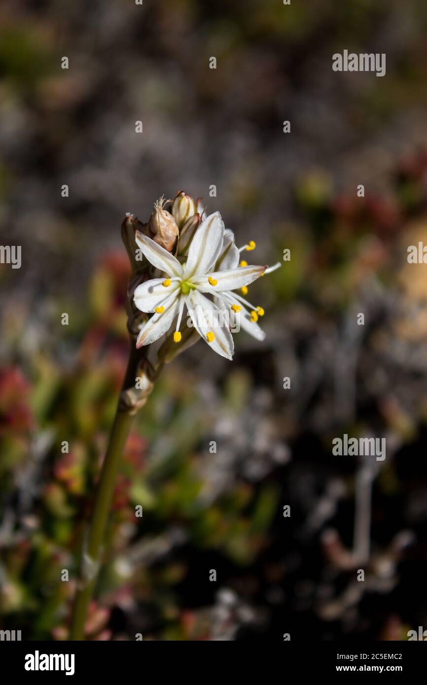 Il piccolo e delicato fiore bianco del Chlorophytum Triflorum, conosciuto come il cavolo velenoso, a Namaqualand, Sudafrica Foto Stock