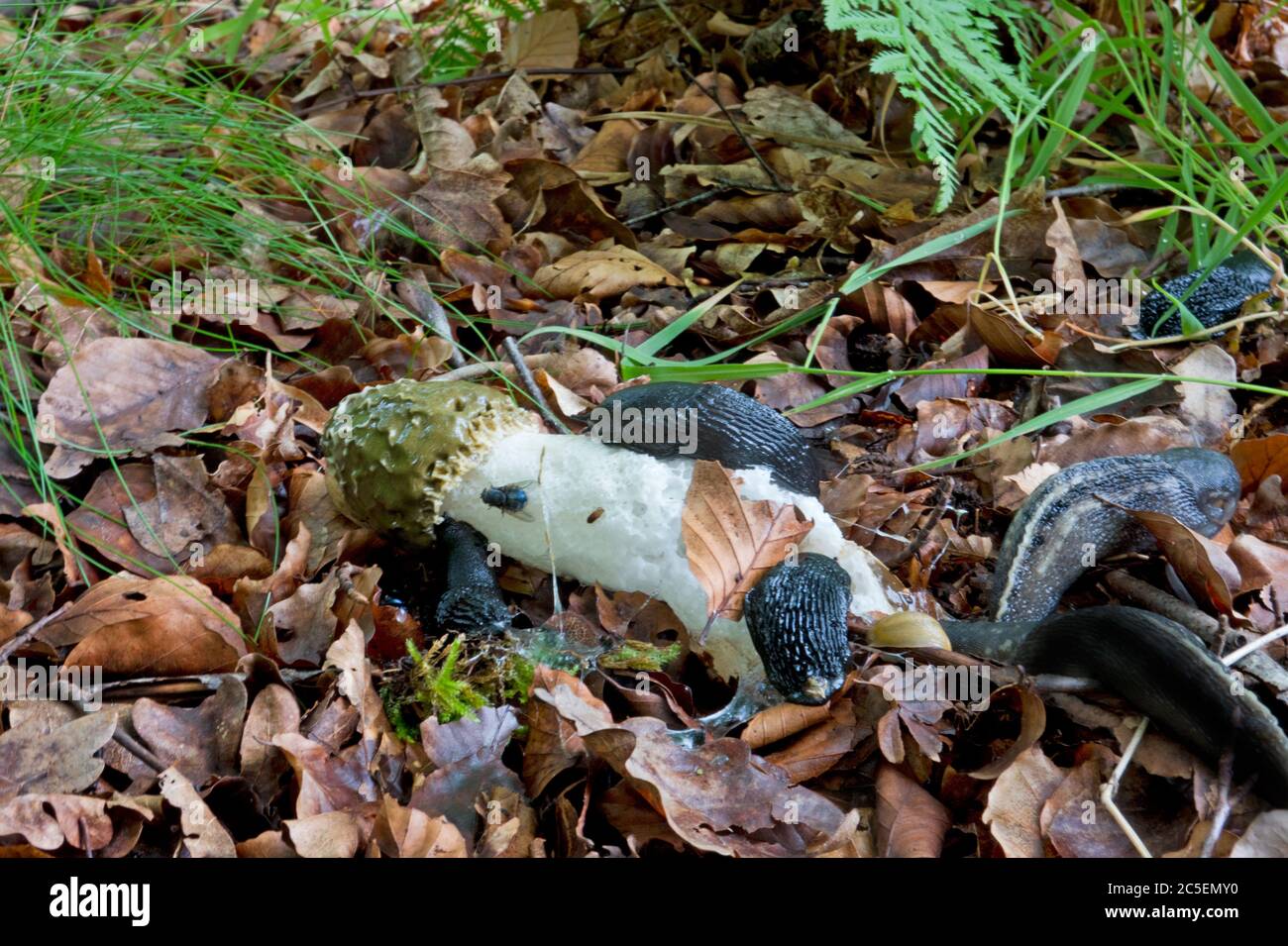 Slugs su Fallen Common Stinkhorn, nutrendo sulla sua scioccante Foto Stock