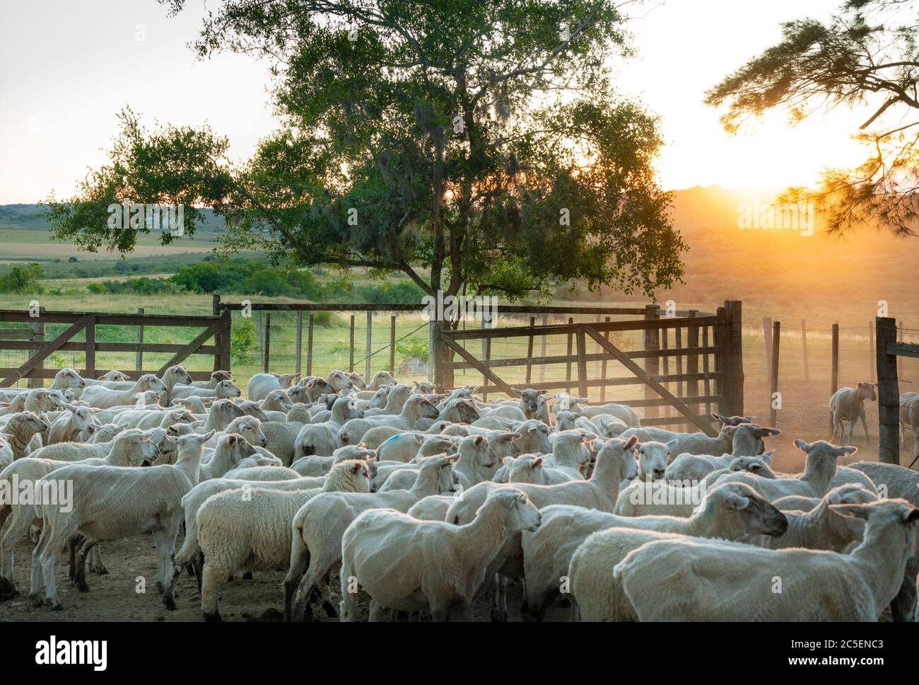 Radunate pecore in un paddock, in attesa al tramonto Foto Stock