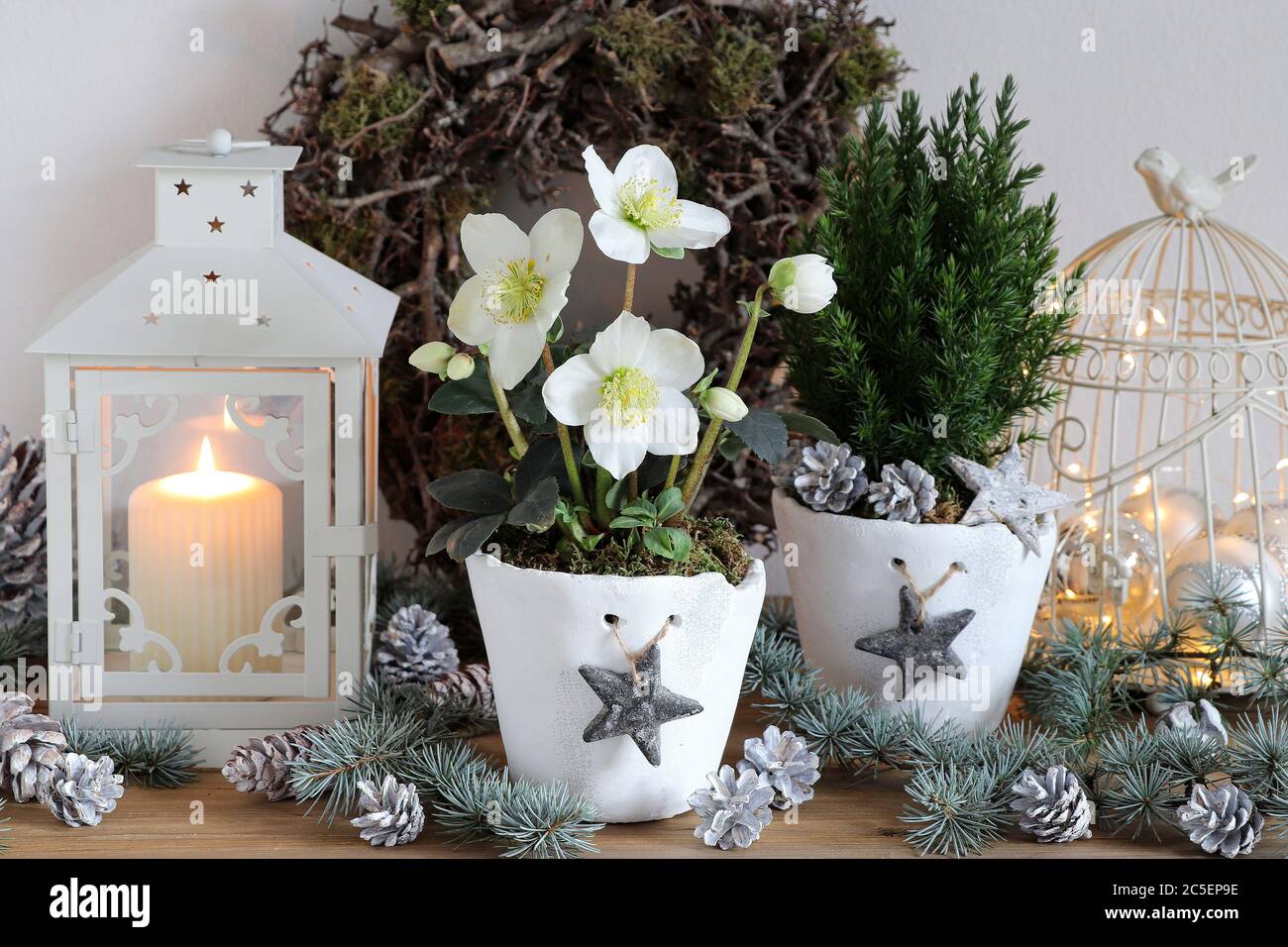 decorazione di natale vintage con helleborus niger in pentole di piante Foto Stock